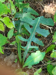 Lactuca canadensis