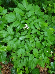 Actaea rubra neglecta