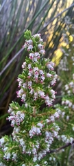 Erica hispidula