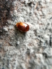 Sericoderus
