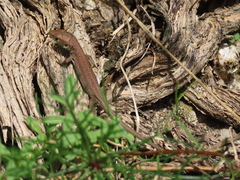 Lacerta viridis