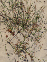 Juncus breweri