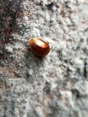 Sericoderus