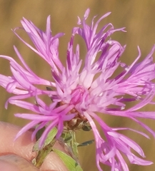 Centaurea jacea