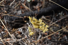 Sedum lanceolatum