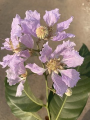 Lagerstroemia speciosa