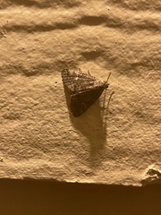 Idia diminuendis