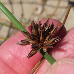 Juncus breweri