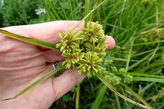 Cyperus eragrostis