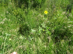 Potentilla tobolensis