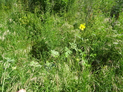 Potentilla tobolensis