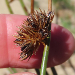 Juncus breweri