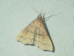 Herminiinae