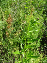 Cirsium arvense integrifolium