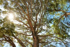 Pinus halepensis