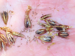 Juncus breweri