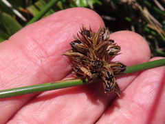 Juncus breweri