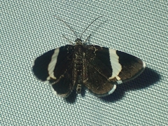 Trichodezia albovittata