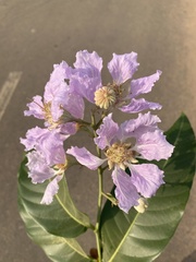 Lagerstroemia speciosa