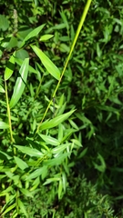 Ischnura