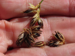 Juncus breweri