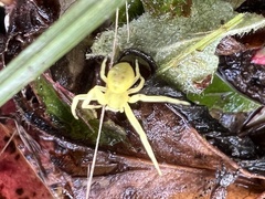 Misumessus oblongus