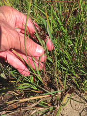 Juncus ensifolius