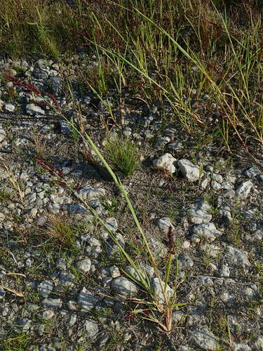 Image of Echinochloa muricata by (c) Katherine Baird, some rights reserved (CC BY)