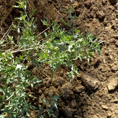 Atriplex tatarica