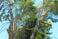 Pinus halepensis