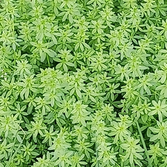Galium