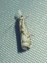 Microcrambus
