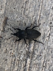 Sphenophorus cicatristriatus