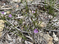Thysanotus