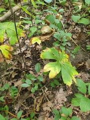 Podophyllum peltatum