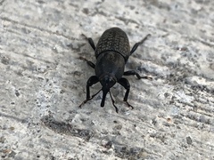 Sphenophorus cicatristriatus