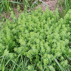 Galium