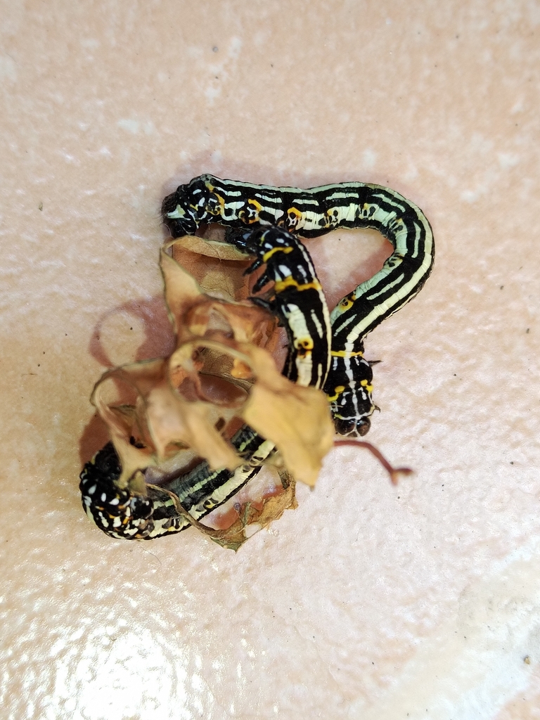 Acronyctodes mexicanaria