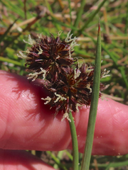 Juncus ensifolius