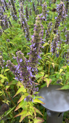 Agastache foeniculum