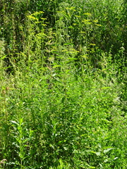 Pastinaca sativa sylvestris