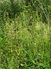 Pastinaca sativa sylvestris