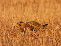 Pterocles alchata
