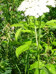 Achillea setacea