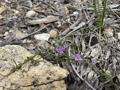 Thysanotus