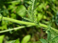 Achillea setacea