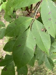 Melioides