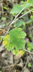 Ribes cynosbati