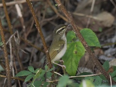 Phylloscopus tenellipes