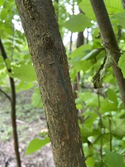 Melioides